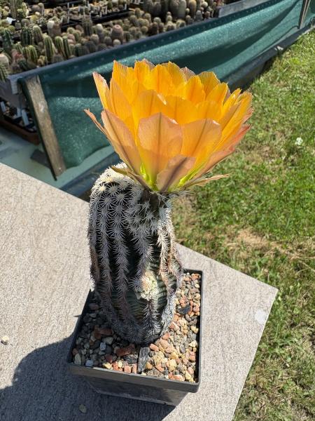 Echinocereus ctenoides